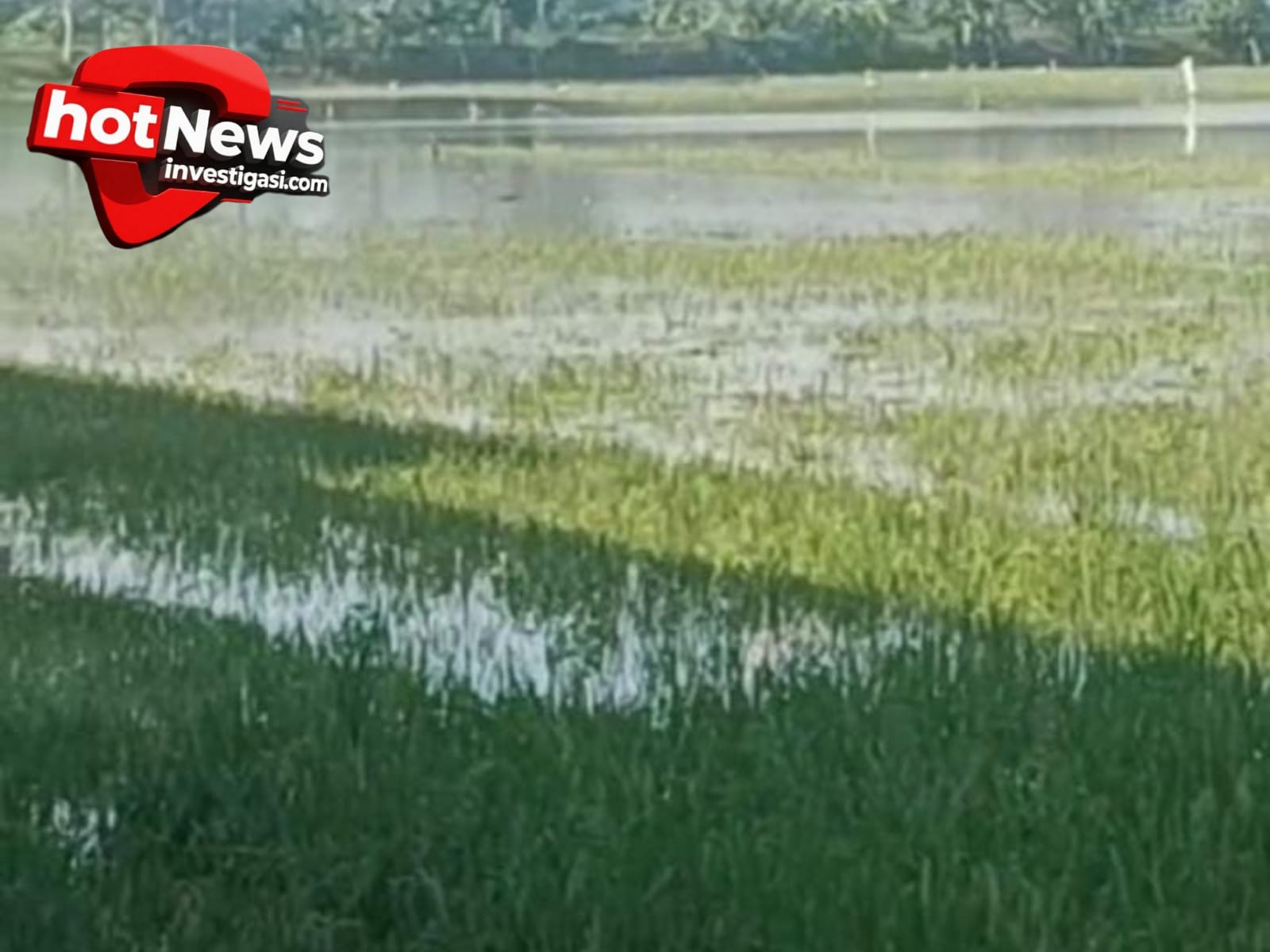 Ratusan Hektar Sawah di Kroya Cilacap Terendam Banjir Akibat Kali Tipar Lebih Tinggi dari Lahan Warga, Petani Desak Normalisasi Segera