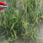 Ratusan Hektar Sawah di Kroya Cilacap Terendam Banjir Akibat Kali Tipar Lebih Tinggi dari Lahan Warga, Petani Desak Normalisasi Segera
