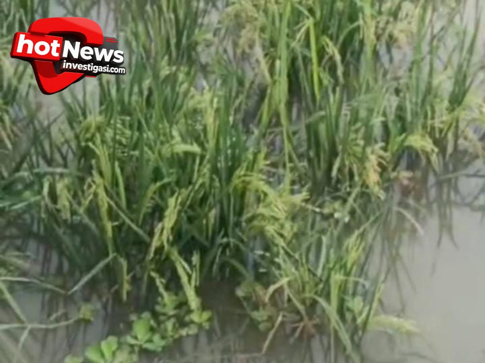 Ratusan Hektar Sawah di Kroya Cilacap Terendam Banjir Akibat Kali Tipar Lebih Tinggi dari Lahan Warga, Petani Desak Normalisasi Segera