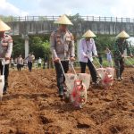 PURBALINGGA | Hot News -Polres Purbalingga melaksanakan kegiatan Penanaman Jagung Serentak Kuartal IV tahun 2025